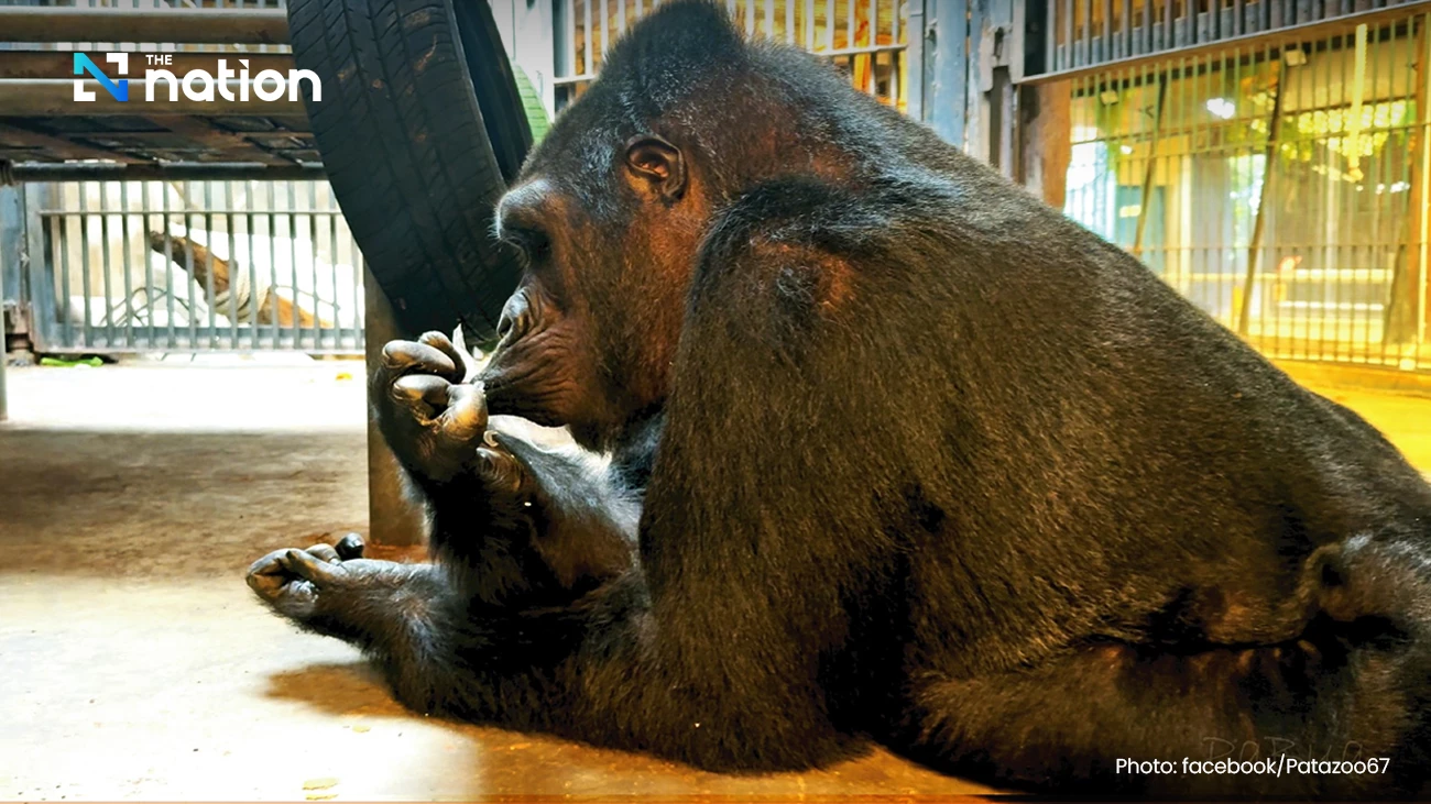 Langka, Gorila Paling Kesepian di Thailand Muncul dalam Foto Terbaru